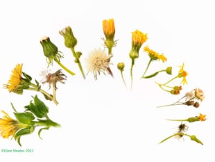 Explore life of seeds at artist's new Gilbert White’s House exhibition