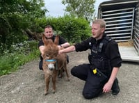 Missing donkey foal Moon is found and reunited with mum