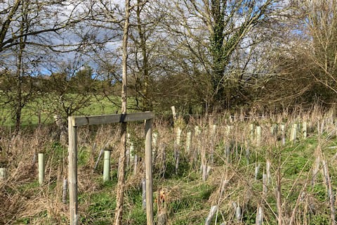 Trees off Gilbert White Way.