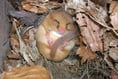 Nibbled hazelnuts reveal Haslemere is officially a dormouse 'hot spot'