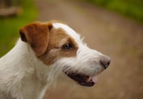 Hambone Jr: The four-legged D-Day mascot whose grave is a war memorial