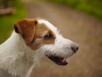 Hambone Jr: The four-legged D-Day mascot whose grave is a war memorial