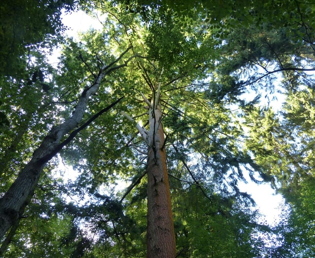 Get your trainers ready for Haslemere's eighth Walking Festival