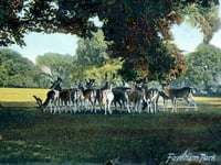 Help Historic England complete picture of Farnham Park’s historic past