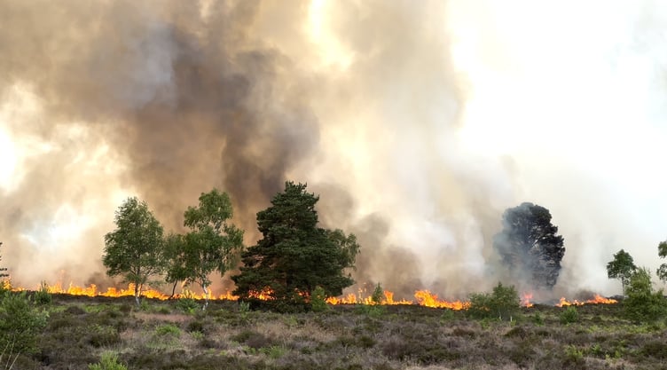 Woodland at Longmoor Camp will take a generation to recover after a fire destroyed 74 acres on June 16