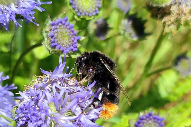 The Connecting the Coast scheme will work with landowners to connect habitats and enhance biodiversity along the Pembrokeshire Coast.