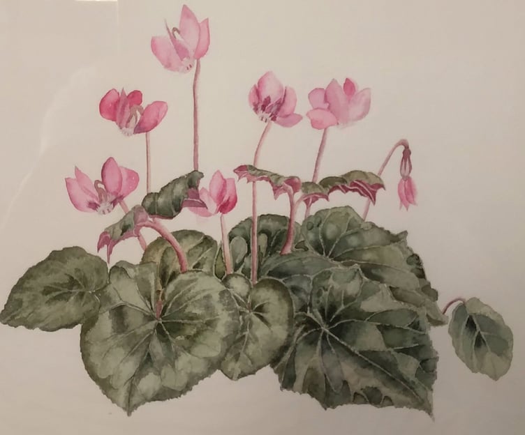 Cyclamen, Best Floral by Sue Cox
