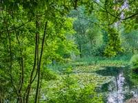 Haslemere Museum gardens open to all this summer