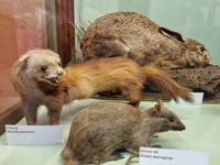 Walk on Haslemere's wild side at the museum this summer