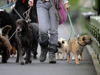  More dog bite wounds treated in Hampshire, Southampton and the Isle of Wight