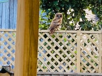 Bentworth couple paid a visit by tawny owl