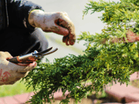 Gardening society folds after eight decades as membership wilts