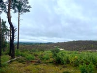 Video: £400,000 project will reconnect vast area of precious heathland