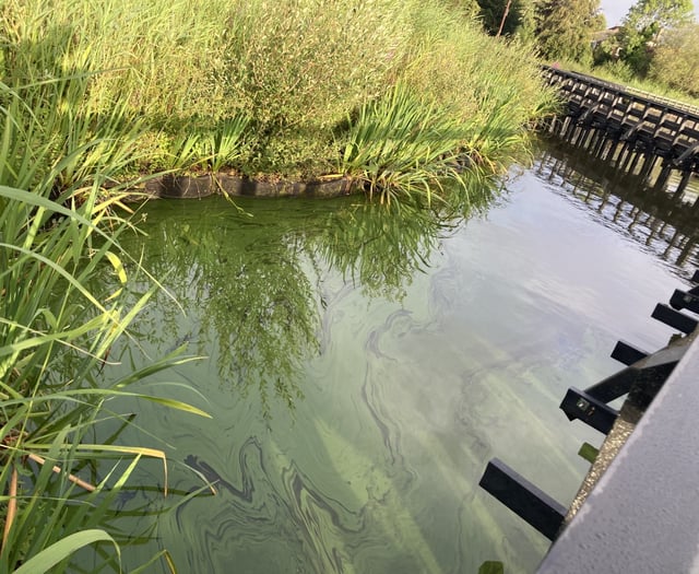 Petersfield rangers keeping close eye on Heath Pond algae