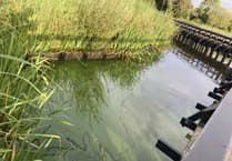 Petersfield rangers keeping close eye on Heath Pond algae
