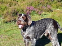 Dog Rufus is rushed to vets after eating a Class B drug