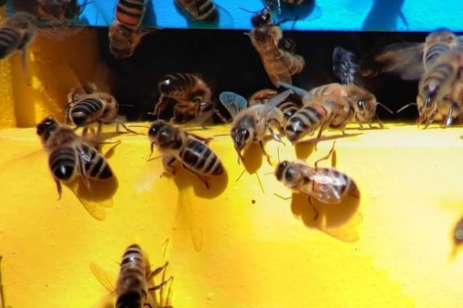 Honeybees are under pressure from everything from climate change to pests