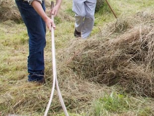 Make hay at Petersfield Community Orchard