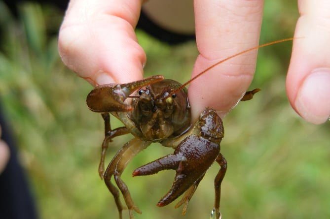 A white-clawed crayfish.