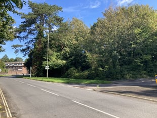 Council says 'no thanks' to Petersfield woodland transfer