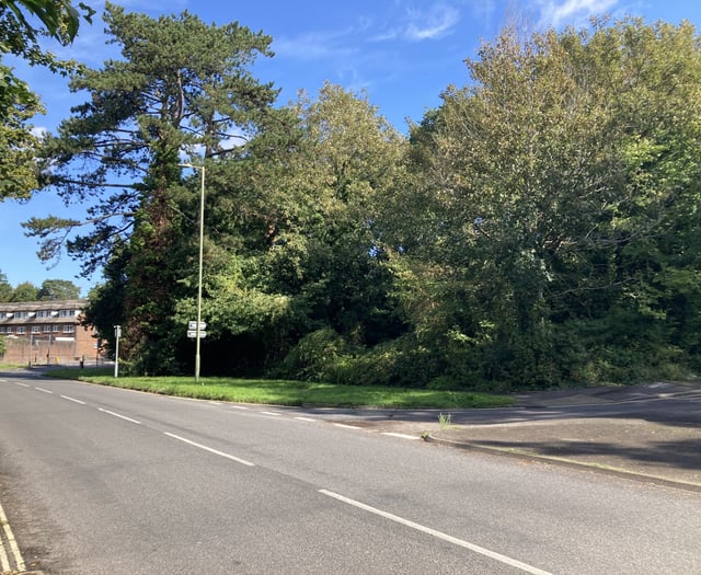 Council says 'no thanks' to Petersfield woodland transfer