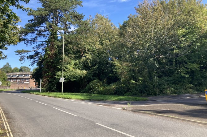 Tor Way Woodland
