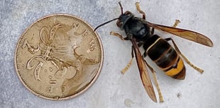 Farnham Beekeepers issue 'urgent' Asian hornet warning after sightings