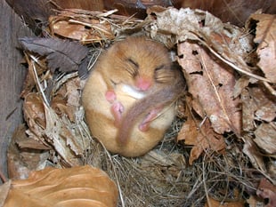 Look what the cat brought in – dormice need your help (and your pets)