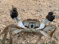 Video: Invasive crab seen scuttling along path in Bushy Park