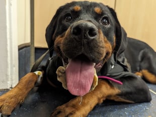 Unlucky for some: Puppy Nancy gets horseshoe-shaped bone stuck on jaw