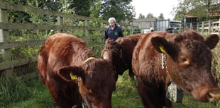 Bullocks 'the Three A'moogos' moove in at Tice's Meadow Nature Reserve