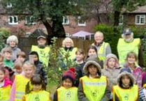 Haslemere Rotary Club plant purple crocuses to help fight polio