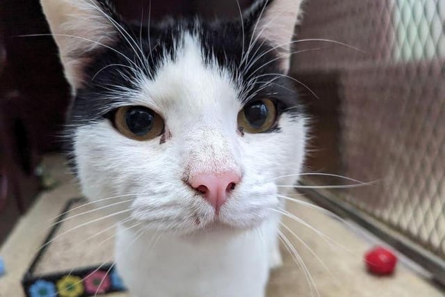 ‘Characterful cat’ Darwin waiting for a home after 185 days in care