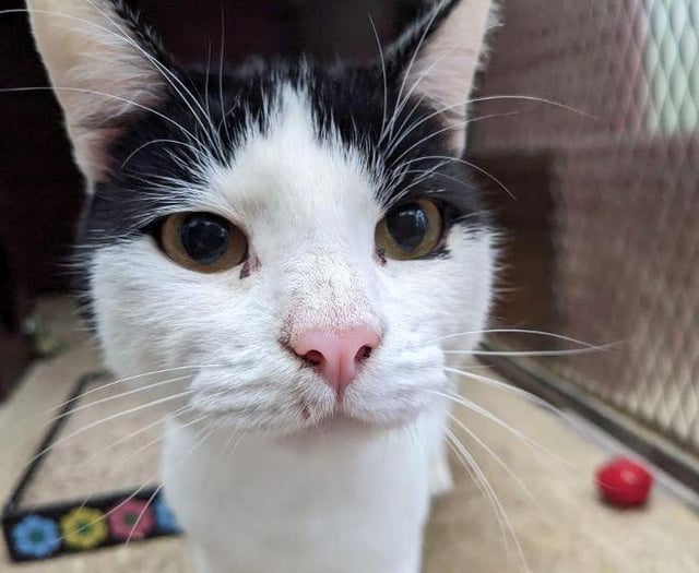 ‘Characterful cat’ Darwin waiting for a home after 185 days in care