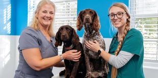 Petersfield vet who saved two dogs makes poisonous mushroom warning