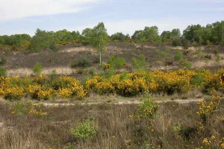 Yateley Common - close to the airport. See National story NNcommon; A defiant campaigner has won his battle with a former World War Two air base to protect the common land it sits on. RAF Hartfordbridge, which was home to D-Day bombers, was built on Yateley Common in Hampshire which has been common land since the 13th century. When the plot was de-requisitioned in 1960, war hero Air Vice Marshal Donald Bennett, leader of the famed "Pathfinder Force," bought it up and reopened the site as a private airfield. It has remained in private hands since but recently the current owners got its common land status revoked, giving them the right to expand the airport.