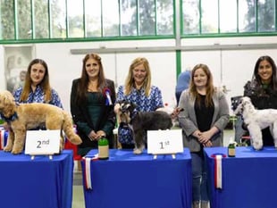 Petersfield dog groomers Bentley’s wins big at competition