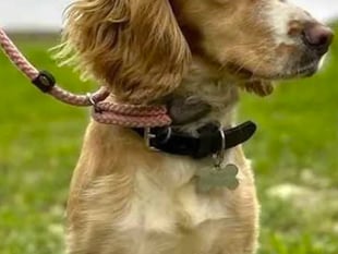 Farringdon owner’s warning as rare disease kills dog