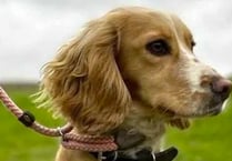 Farringdon owner’s warning as rare disease kills dog