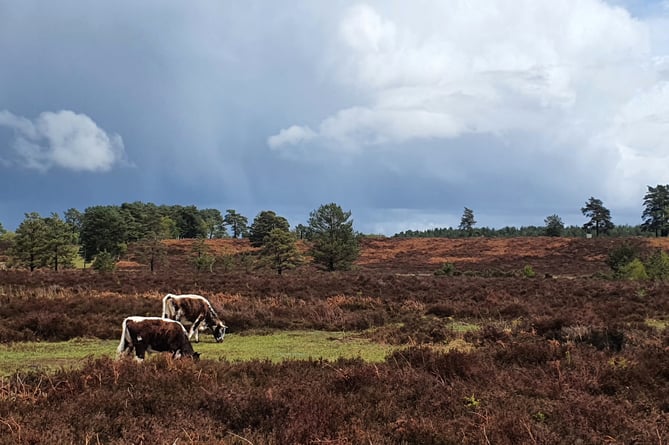 Woolmer cattle graze the heathland around Bordon and Liphook