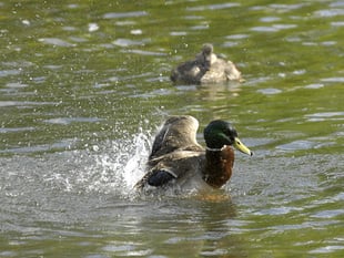 More than 100 water pollution incidents in East Hampshire since 2018