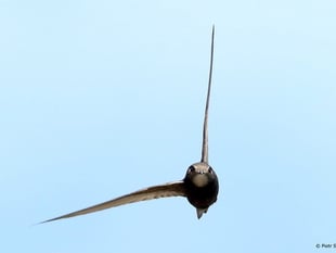 Liphook resident wants swift action to save endangered bird 
