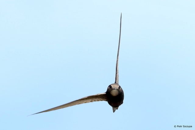 Hampshire Swifts