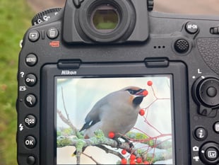 Letter: Are same waxwings coming back to Farnham after ten years?