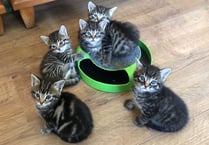 Cats Protection appeals for unwanted Christmas presents to help cats