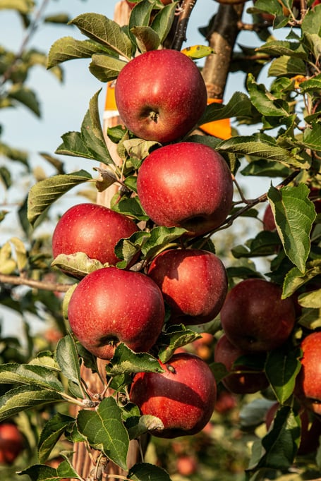 Apples.