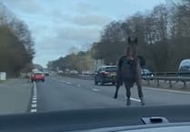 Video captures moment HORSE gallops past cars on A3 near Guildford