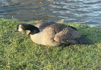 VIDEO: Appeal after teen seen dragging goose from pond and kicking him