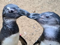 VIDEO: Birdworld penguin a 'guide-bird' to companion with eye problems