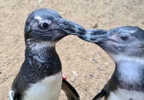 VIDEO: Birdworld penguin becomes 'guide-bird' to companion with eye problems